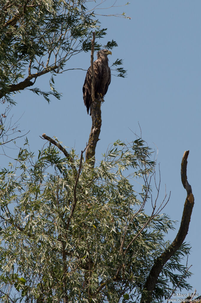 White-tailed Eagleadult breeding, identification