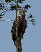 White-tailed Eagle