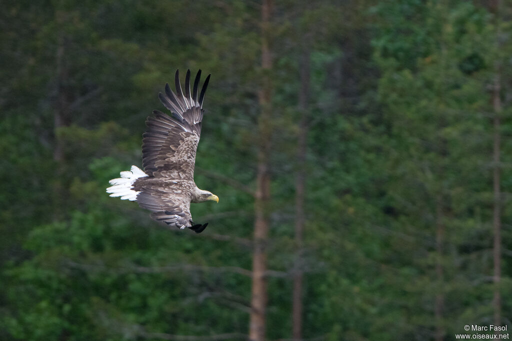 White-tailed Eagleadult breeding, Flight