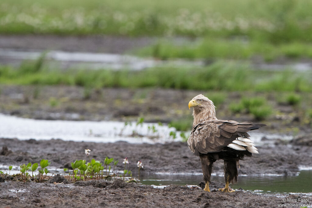 White-tailed Eagleadult breeding, identification