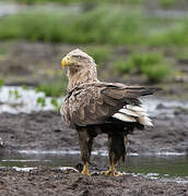 White-tailed Eagle