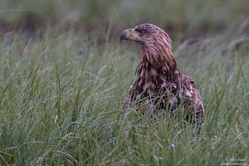 White-tailed Eagleimmature, identification