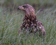 White-tailed Eagle