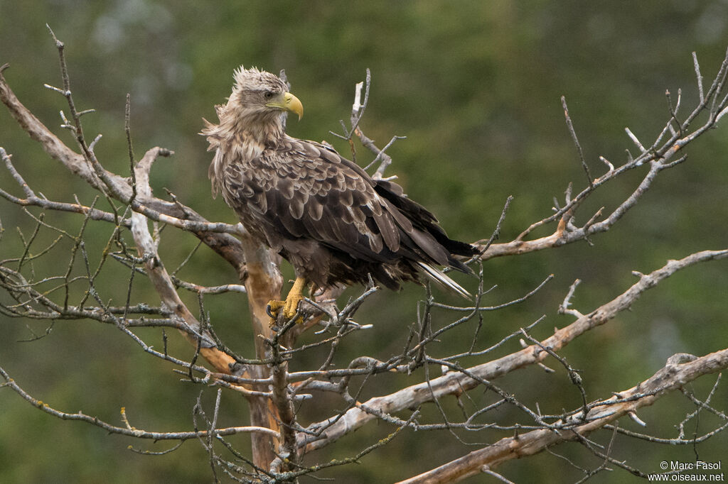 White-tailed Eagleadult breeding, identification