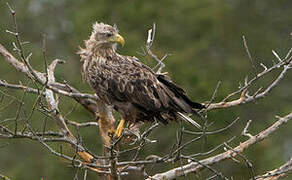 White-tailed Eagle