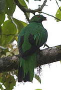 Crested Quetzal