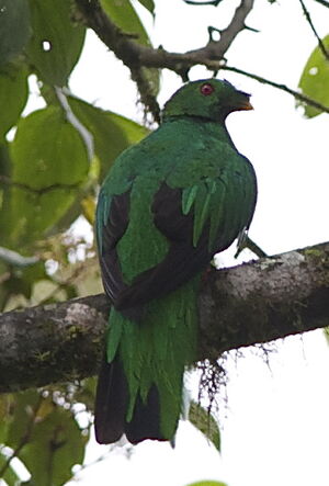 Quetzal antisien