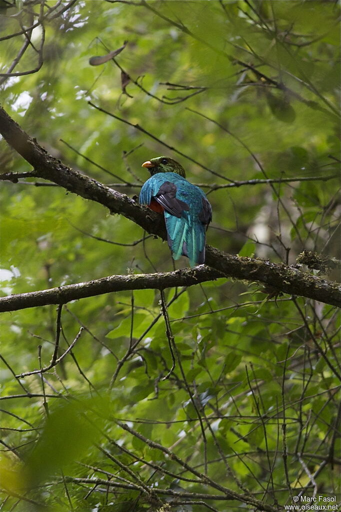 Golden-headed Quetzal male adult, identification