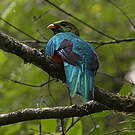 Quetzal doré