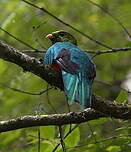 Quetzal doré