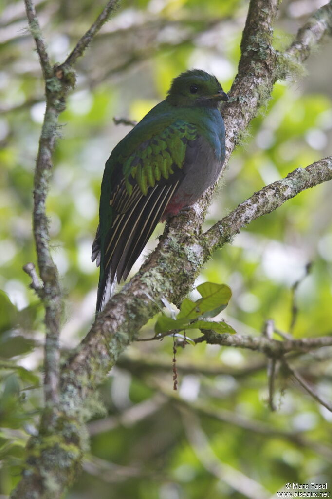 Quetzal resplendissant femelle adulte, identification