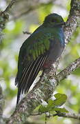 Resplendent Quetzal