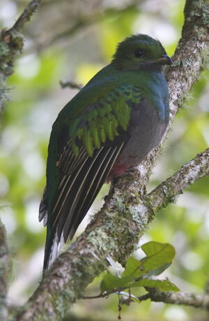 Quetzal resplendissant