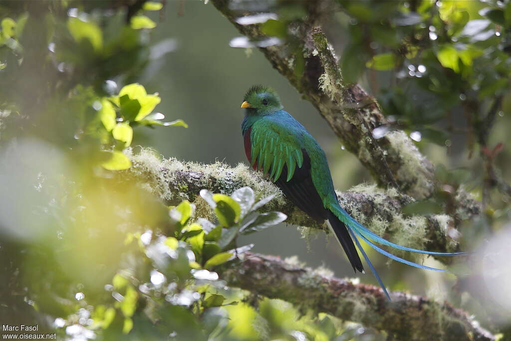 Quetzal resplendissant mâle adulte, identification