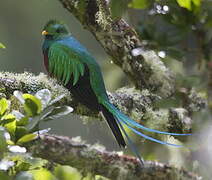 Quetzal resplendissant