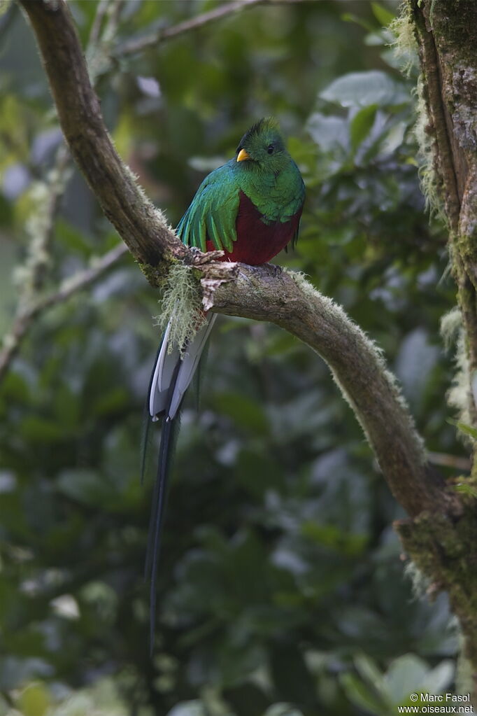 Quetzal resplendissant mâle adulte, identification