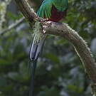Quetzal resplendissant
