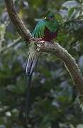 Quetzal resplendissant