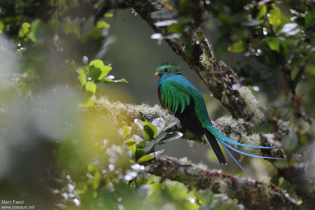 Quetzal resplendissant mâle adulte, identification