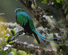 Quetzal resplendissant