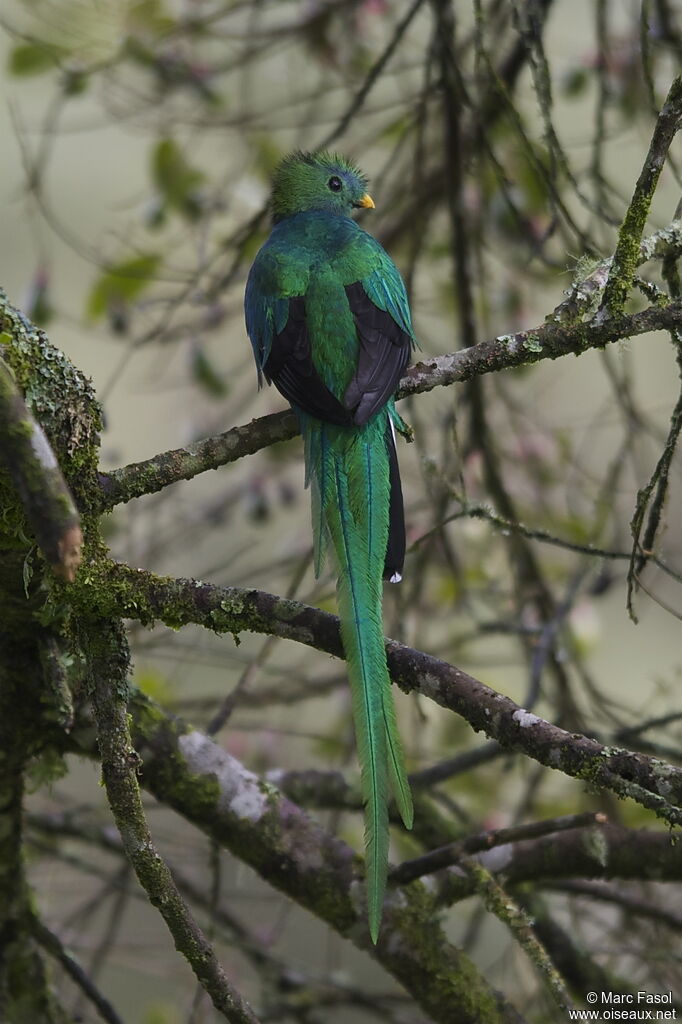 Resplendent Quetzal male adult, identification