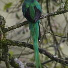 Quetzal resplendissant