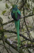 Quetzal resplendissant