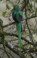 Quetzal resplendissant