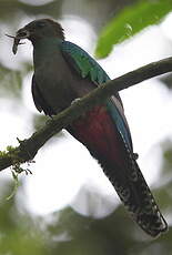 Quetzal resplendissant