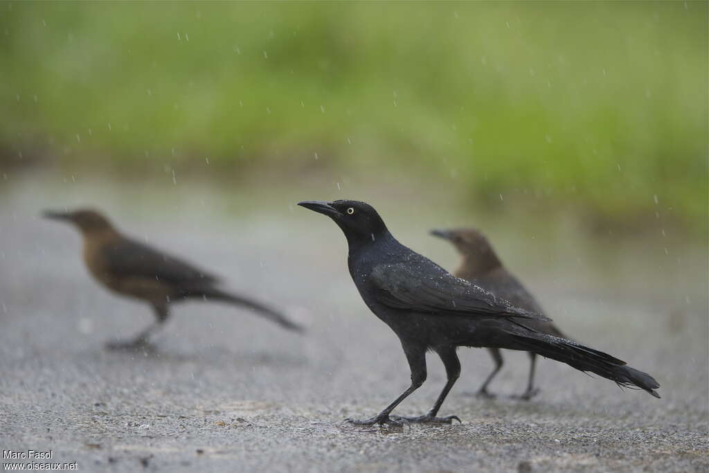 Great-tailed Grackle male adult, identification