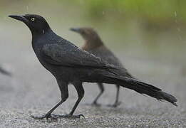 Great-tailed Grackle