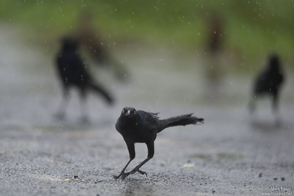 Great-tailed Grackle male adult, identification, Behaviour