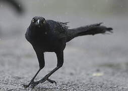 Great-tailed Grackle