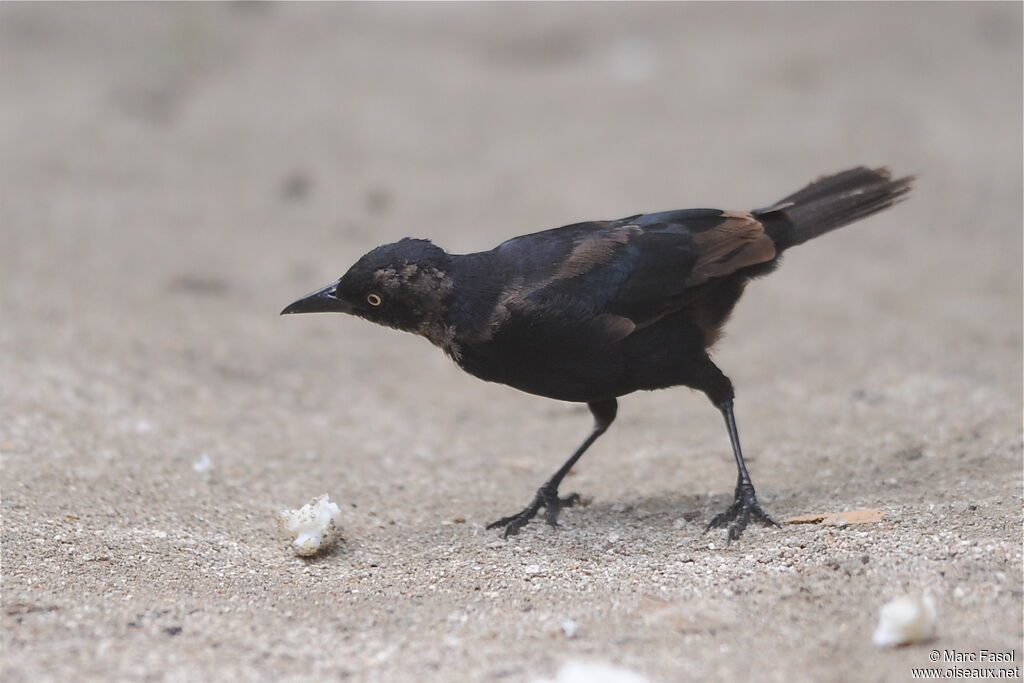 Great-tailed Gracklejuvenile, identification, Behaviour