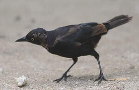 Great-tailed Grackle