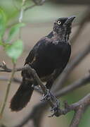 Great-tailed Grackle