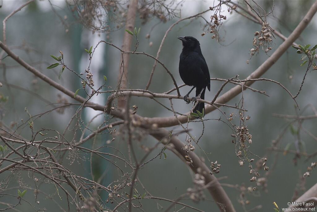 Scrub Blackbirdadult, identification