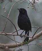 Scrub Blackbird