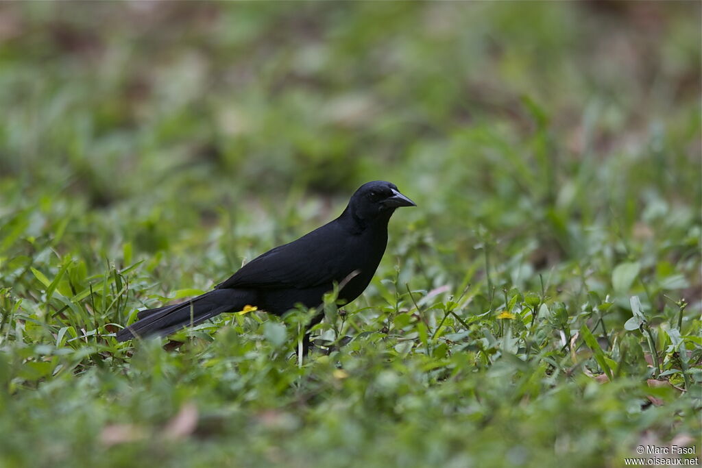 Quiscale chanteuradulte nuptial, identification