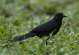 Melodious Blackbird