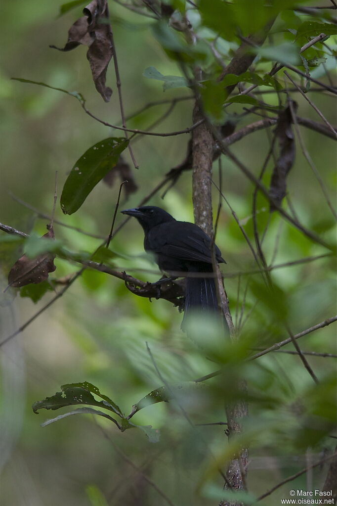 Quiscale chanteuradulte, identification