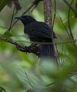 Melodious Blackbird