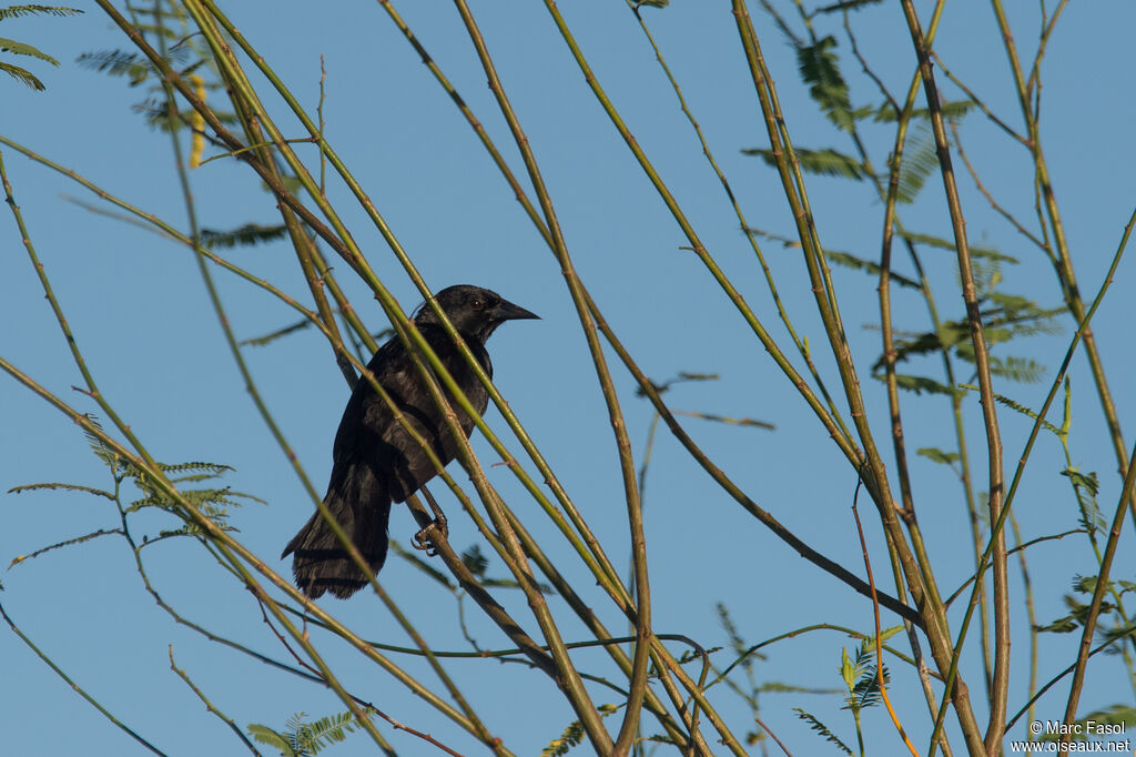 Quiscale chopiadulte, identification