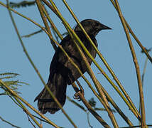 Chopi Blackbird