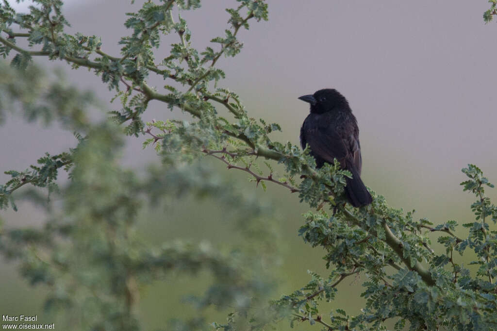 Bolivian Blackbirdadult, habitat, pigmentation