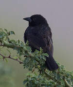 Bolivian Blackbird