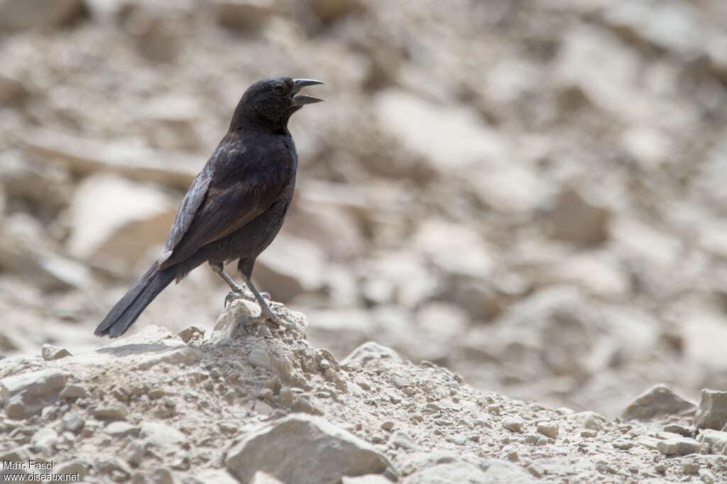 Bolivian Blackbirdadult, pigmentation, song