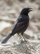 Bolivian Blackbird