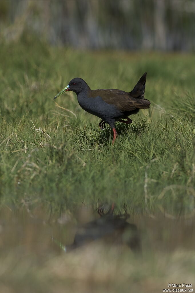 Plumbeous Railadult, identification, Behaviour