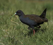 Plumbeous Rail